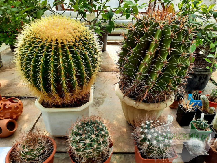 Колючее чудо: в Волжском открылась выставка кактусов и суккулентов