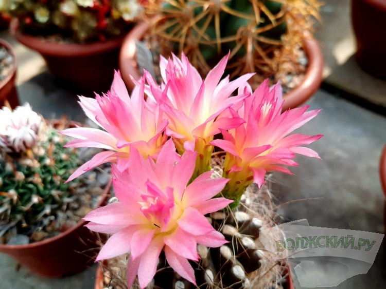 Колючее чудо: в Волжском открылась выставка кактусов и суккулентов