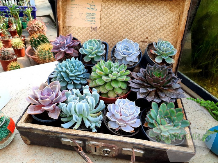 Колючее чудо: в Волжском открылась выставка кактусов и суккулентов