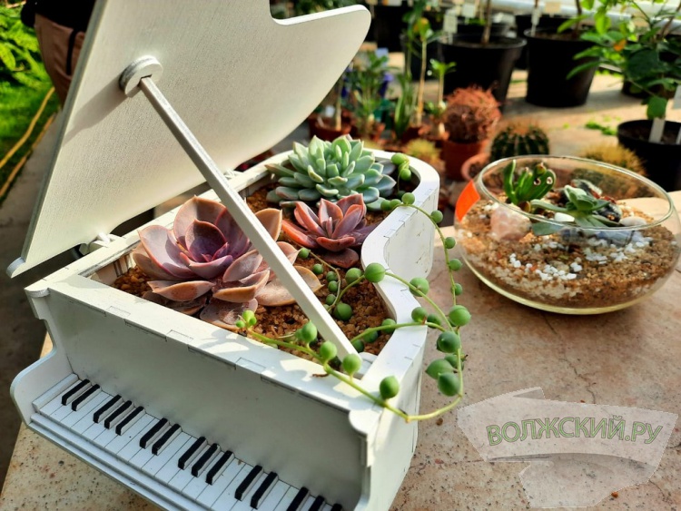 Колючее чудо: в Волжском открылась выставка кактусов и суккулентов