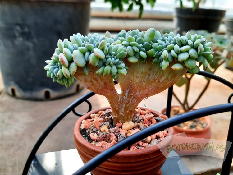 Колючее чудо: в Волжском открылась выставка кактусов и суккулентов