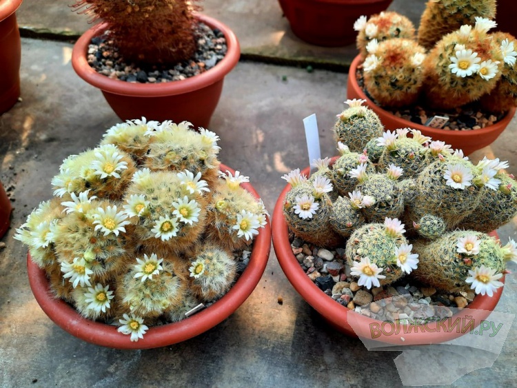 Колючее чудо: в Волжском открылась выставка кактусов и суккулентов