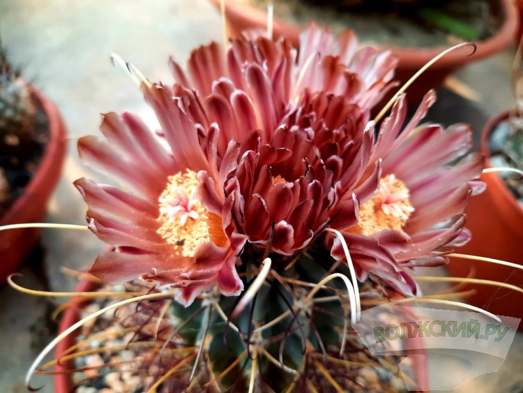 Колючее чудо: в Волжском открылась выставка кактусов и суккулентов