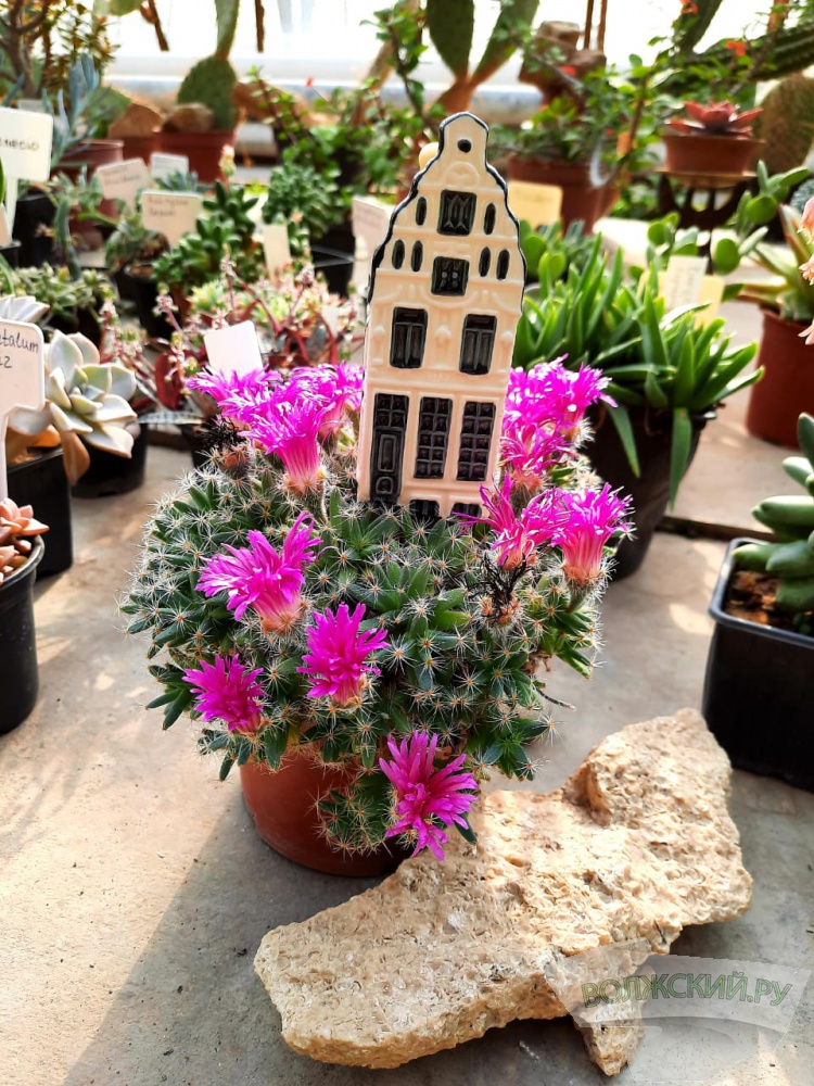 Колючее чудо: в Волжском открылась выставка кактусов и суккулентов