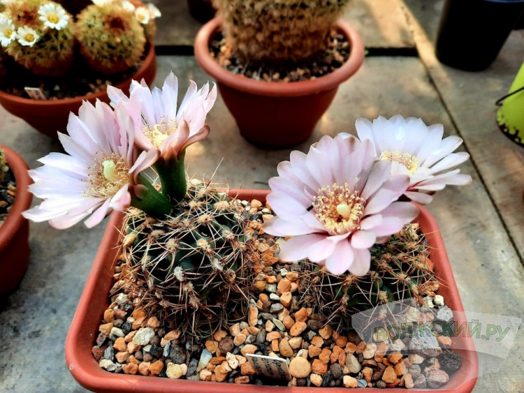 Колючее чудо: в Волжском открылась выставка кактусов и суккулентов