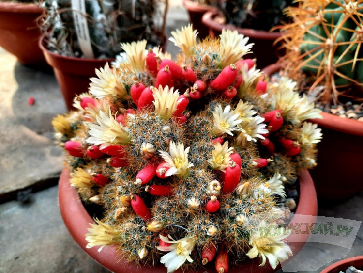 Колючее чудо: в Волжском открылась выставка кактусов и суккулентов