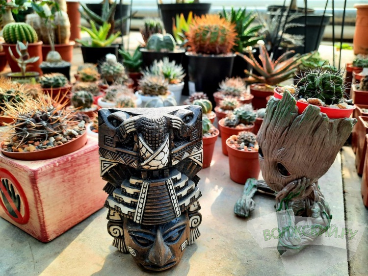 Колючее чудо: в Волжском открылась выставка кактусов и суккулентов