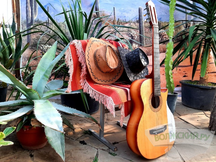 Колючее чудо: в Волжском открылась выставка кактусов и суккулентов