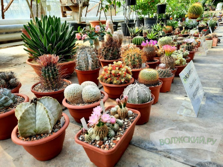 Колючее чудо: в Волжском открылась выставка кактусов и суккулентов