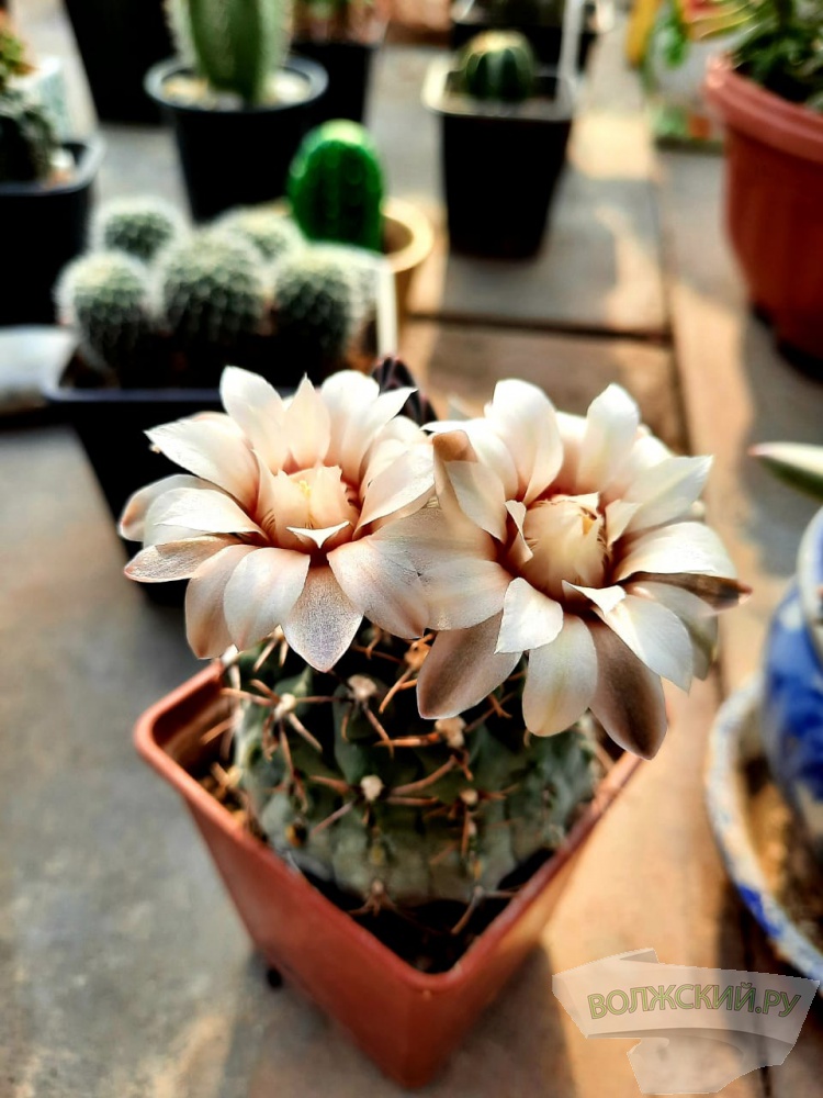 Колючее чудо: в Волжском открылась выставка кактусов и суккулентов