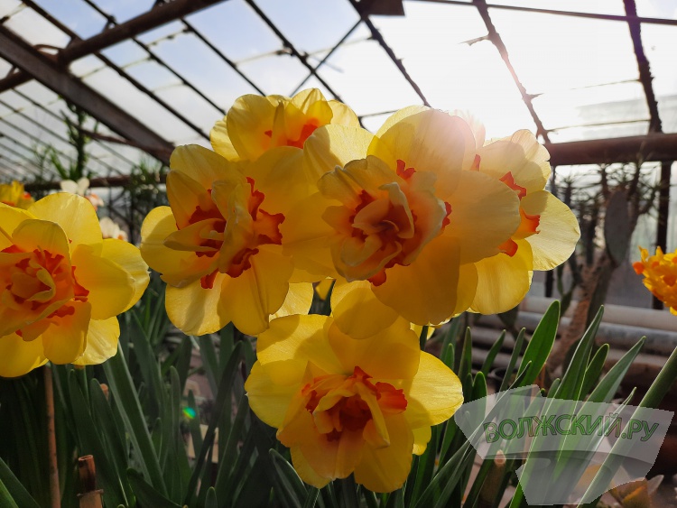 Весенний калейдоскоп цветов зажегся в оранжерее ботанического сада Волжского