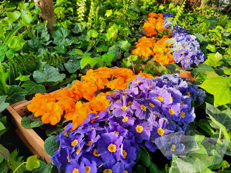 Весенний калейдоскоп цветов зажегся в оранжерее ботанического сада Волжского