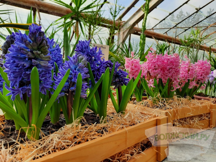 Весенний калейдоскоп цветов зажегся в оранжерее ботанического сада Волжского