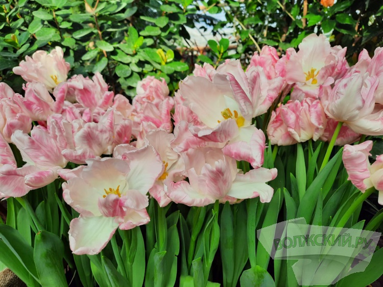 Весенний калейдоскоп цветов зажегся в оранжерее ботанического сада Волжского