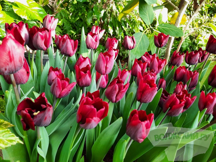 Весенний калейдоскоп цветов зажегся в оранжерее ботанического сада Волжского