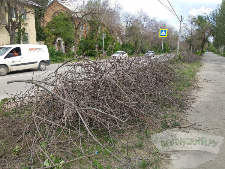 Власти Волжского борются с изумрудной златкой спустя рукава