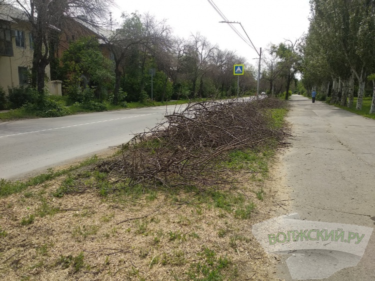 Власти Волжского борются с изумрудной златкой спустя рукава