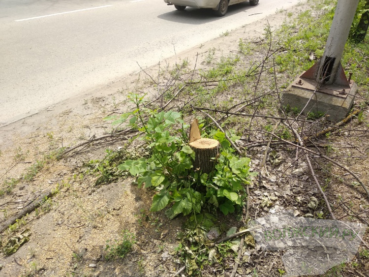 Власти Волжского борются с изумрудной златкой спустя рукава
