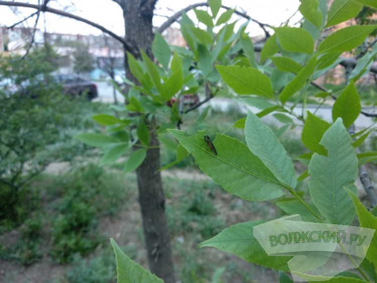 Власти Волжского борются с изумрудной златкой спустя рукава