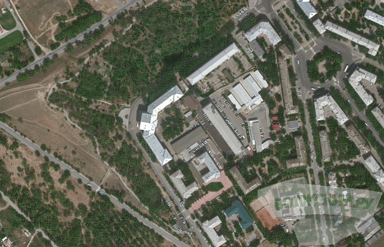 В Волжском массово вырубают здоровые деревья