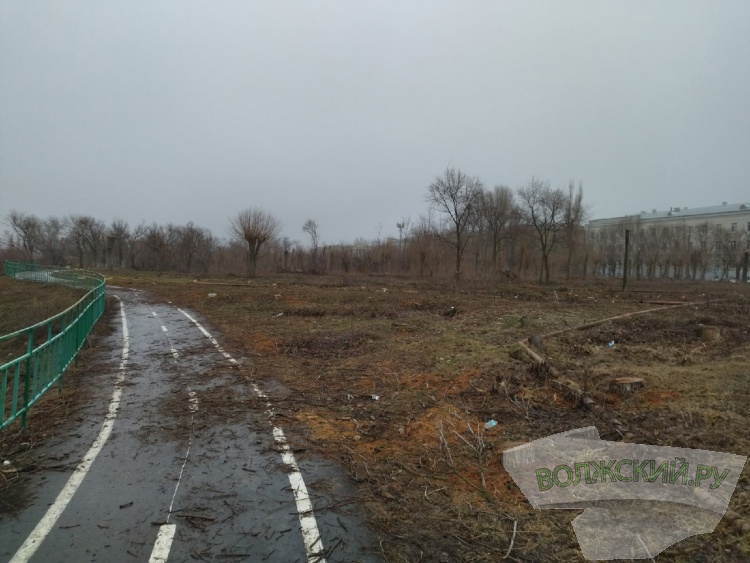 В Волжском массово вырубают здоровые деревья