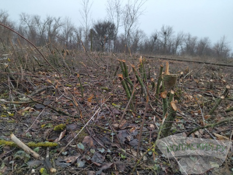 В Волжском массово вырубают здоровые деревья