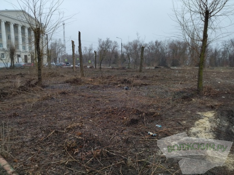 В Волжском массово вырубают здоровые деревья