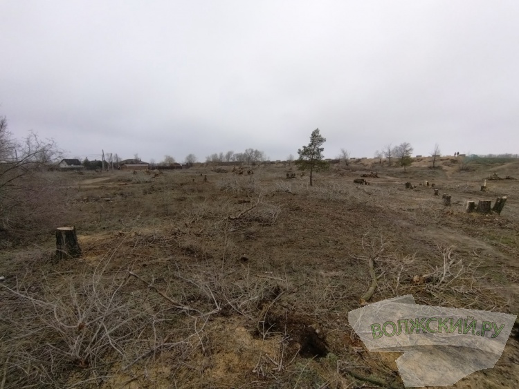 В Волжском массово вырубают здоровые деревья