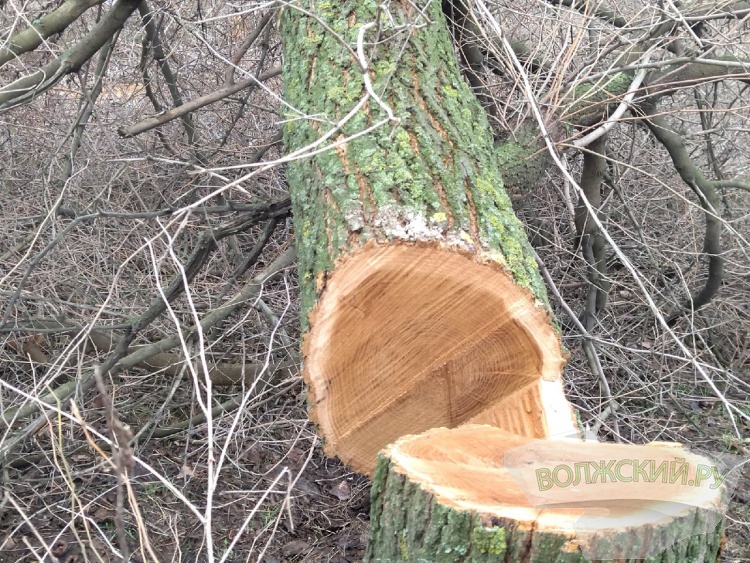 В Волжском массово вырубают здоровые деревья