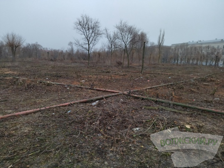 В Волжском массово вырубают здоровые деревья