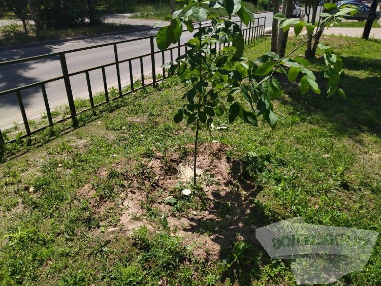 В Волжском в сквере на улице Александрова сносят ясени
