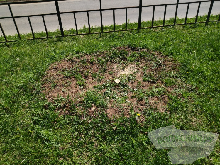 В Волжском в сквере на улице Александрова сносят ясени