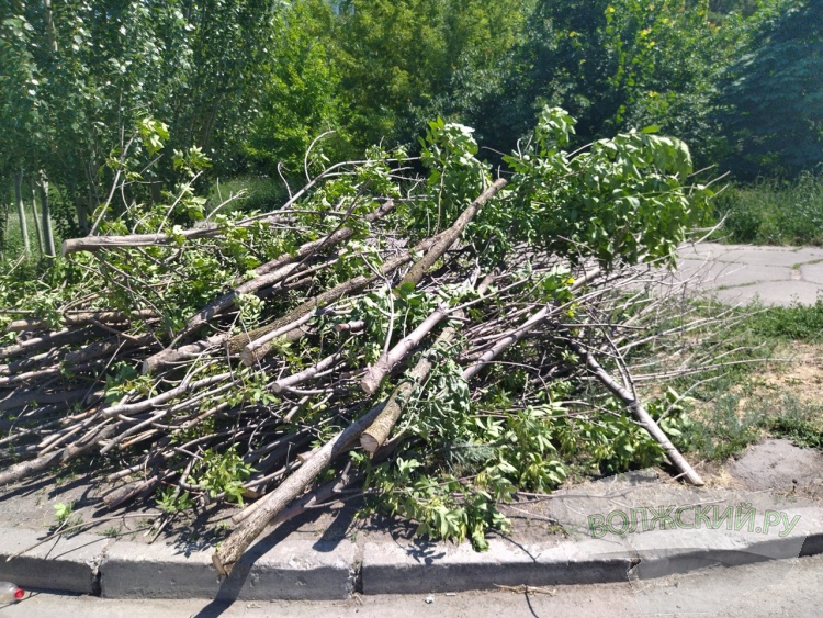 В Волжском в сквере на улице Александрова сносят ясени