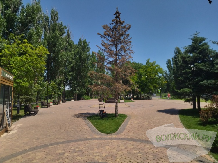 В Волжском в сквере на улице Александрова сносят ясени