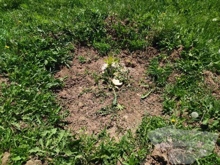 В Волжском в сквере на улице Александрова сносят ясени