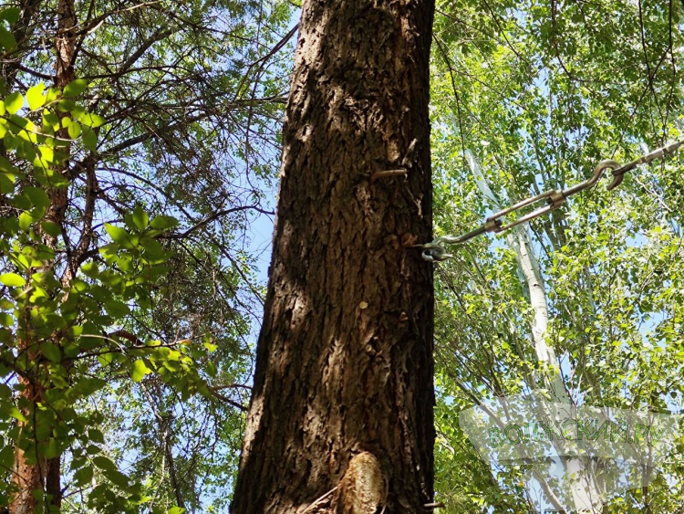 «Нанотехнологии» в действии: в Волжском деревья «держат» новые качели