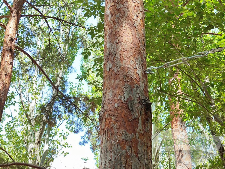 «Нанотехнологии» в действии: в Волжском деревья «держат» новые качели