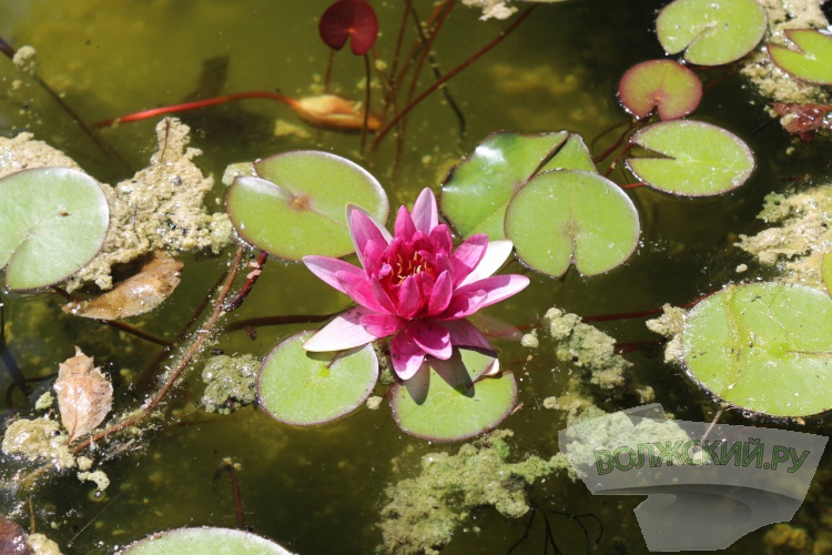В Волгоградском ботаническом саду зацвели кувшинки