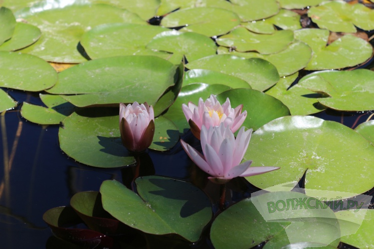 В Волгоградском ботаническом саду зацвели кувшинки