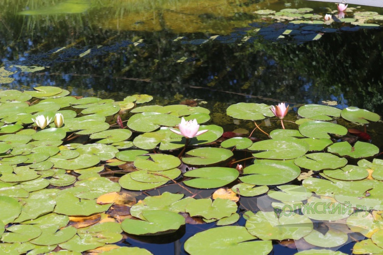 В Волгоградском ботаническом саду зацвели кувшинки
