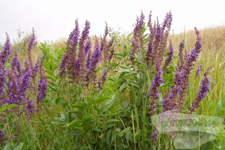 В Волгоградской области активно зацвели лекарственные растения