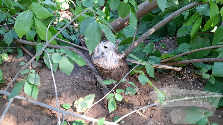 Деревья идут под корень: волжане пытаются отстоять зеленую зону вдоль улицы им. Космонавтов