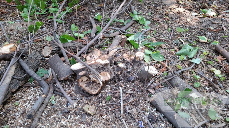 Деревья идут под корень: волжане пытаются отстоять зеленую зону вдоль улицы им. Космонавтов