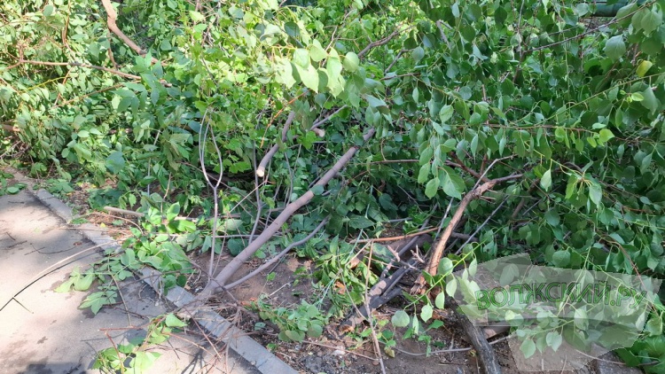 Деревья идут под корень: волжане пытаются отстоять зеленую зону вдоль улицы им. Космонавтов