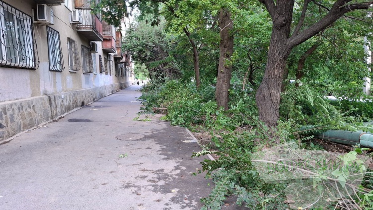 Деревья идут под корень: волжане пытаются отстоять зеленую зону вдоль улицы им. Космонавтов