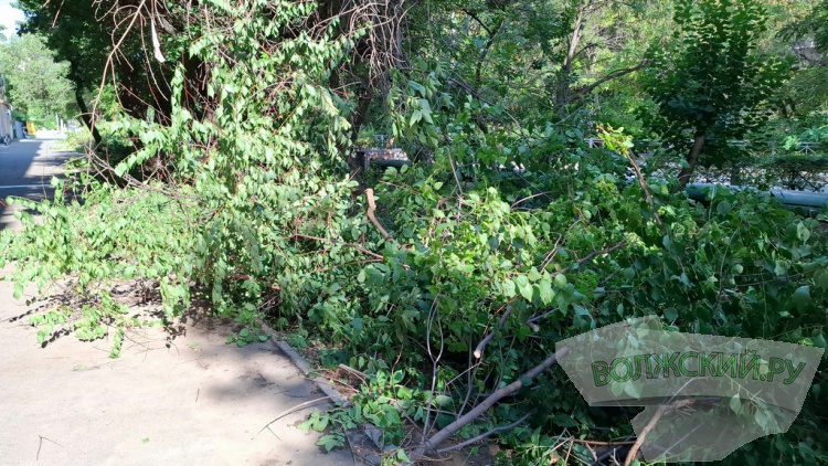 Деревья идут под корень: волжане пытаются отстоять зеленую зону вдоль улицы им. Космонавтов