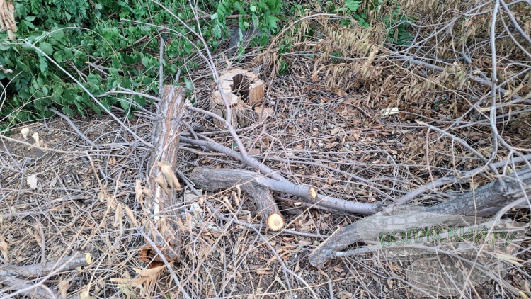 Деревья идут под корень: волжане пытаются отстоять зеленую зону вдоль улицы им. Космонавтов