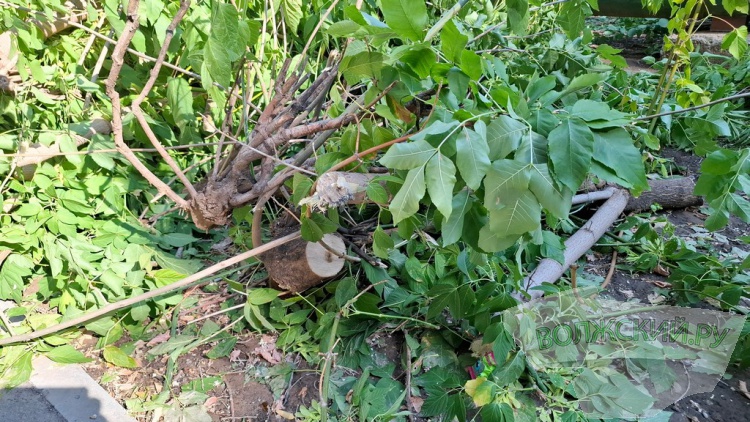 Деревья идут под корень: волжане пытаются отстоять зеленую зону вдоль улицы им. Космонавтов