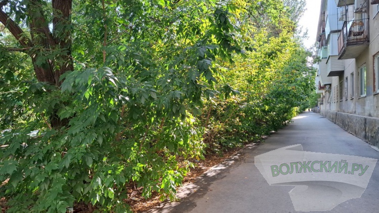 Деревья идут под корень: волжане пытаются отстоять зеленую зону вдоль улицы им. Космонавтов