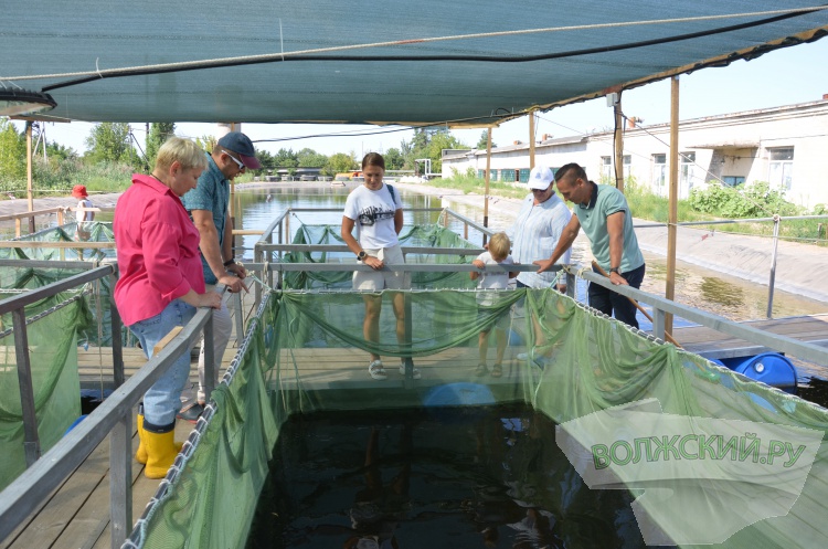 С заботой о природе: Волжский Оргсинтез выпустил 2,5 тысячи мальков осетра в Волгу